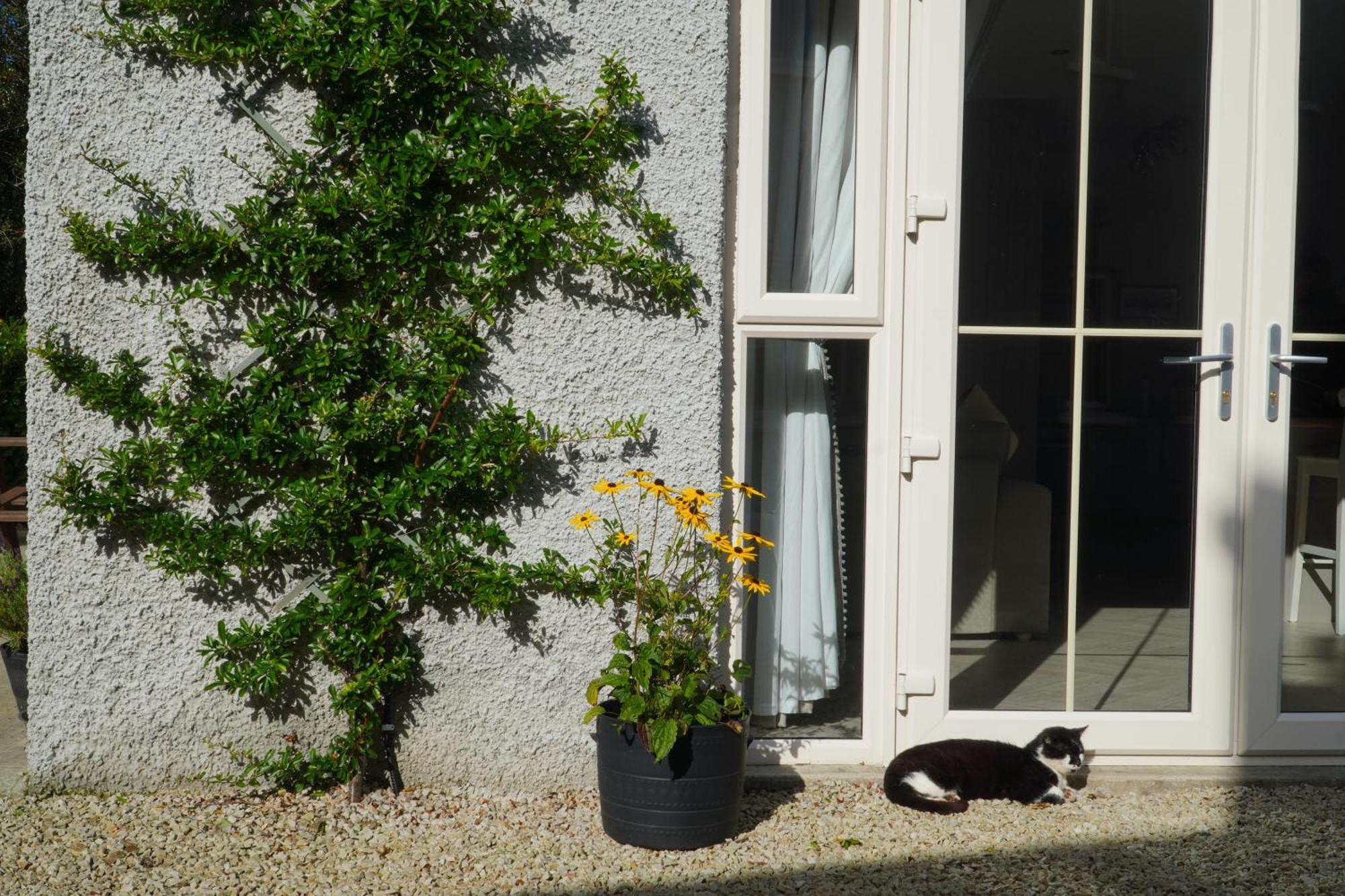 Ivy Lodge Letterkenny Εξωτερικό φωτογραφία